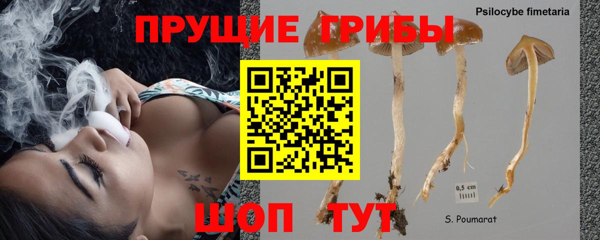 Псилоцибиновые грибы GOLDEN TEACHER  Кашира 